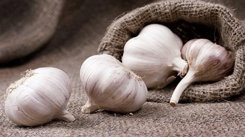 Consistently productive, unpretentious and disease-resistant garlic Lyubasha - we grow it on our own plot