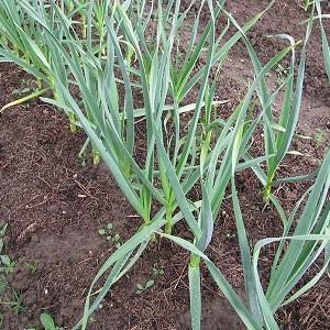 Consistently productive, unpretentious and disease-resistant garlic Lyubasha - we grow it on our own plot