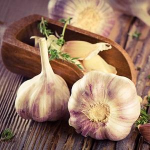 Consistently productive, unpretentious and disease-resistant garlic Lyubasha - we grow it on our own plot