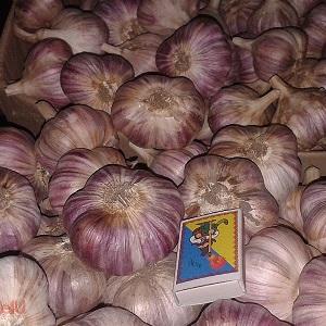 Consistently productive, unpretentious and disease-resistant garlic Lyubasha - we grow it on our own plot