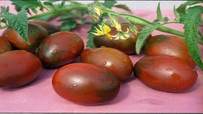 Why are summer residents so attracted to black tomatoes?