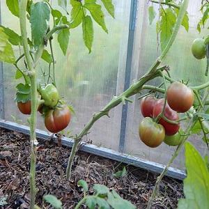 Why are summer residents so attracted to black tomatoes?