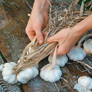 Secrets of effectively growing garlic at home and on an industrial scale as a business