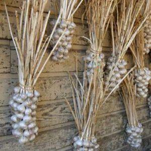 Secrets of effectively growing garlic at home and on an industrial scale as a business
