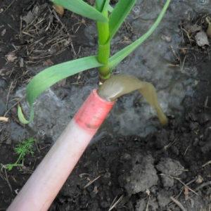 Secrets of effectively growing garlic at home and on an industrial scale as a business
