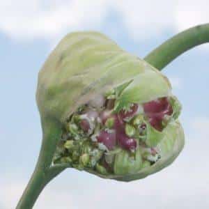 Secrets of effectively growing garlic at home and on an industrial scale as a business