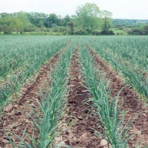 Secrets of effectively growing garlic at home and on an industrial scale as a business