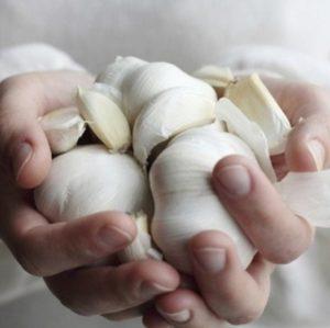 Secrets of effectively growing garlic at home and on an industrial scale as a business