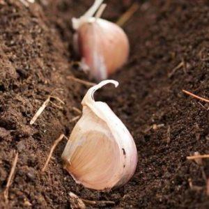 Secrets of effectively growing garlic at home and on an industrial scale as a business