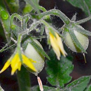 Secrets of caring for tomatoes to increase productivity: how to feed tomatoes during flowering and fruiting