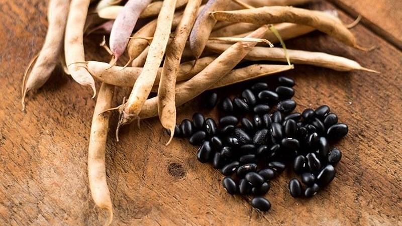 How to grow black beans on your own plot and properly prepare the resulting harvest - the best recipes