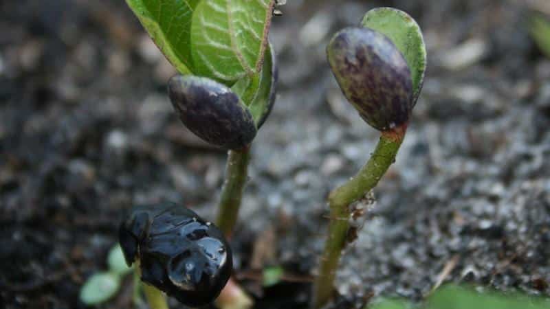 How to grow black beans on your own plot and properly prepare the resulting harvest - the best recipes
