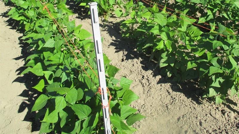 How to grow black beans on your own plot and properly prepare the resulting harvest - the best recipes