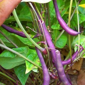 How to grow black beans on your own plot and properly prepare the resulting harvest - the best recipes