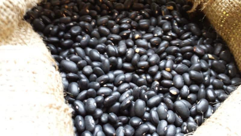 How to grow black beans on your own plot and properly prepare the resulting harvest - the best recipes