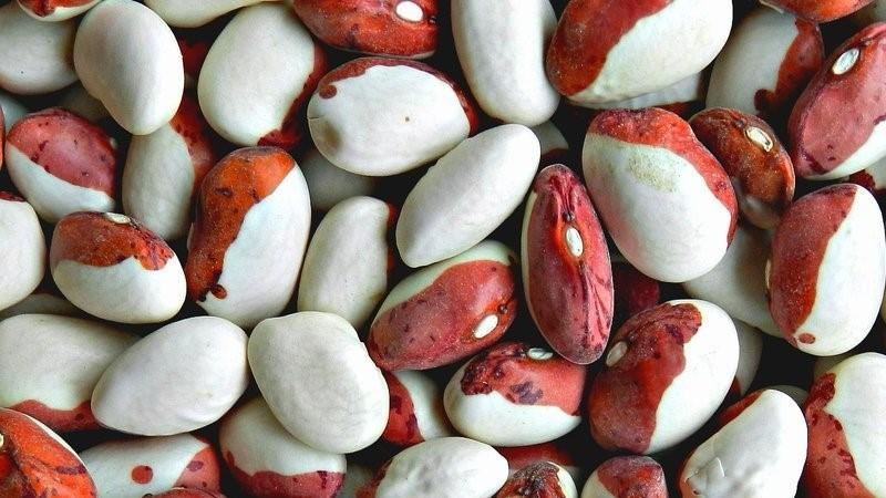 Why you should grow Red Riding Hood beans on your property - description of the variety and its advantages