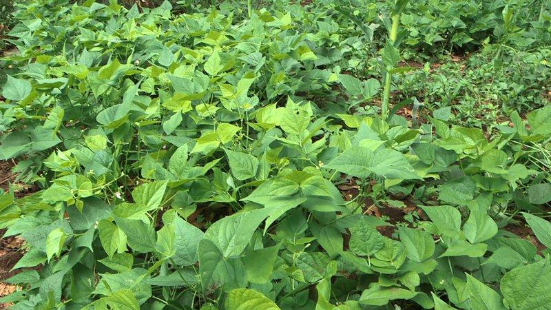 Why you should grow Red Riding Hood beans on your property - description of the variety and its advantages