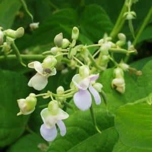 Why you should grow Red Riding Hood beans on your property - description of the variety and its advantages