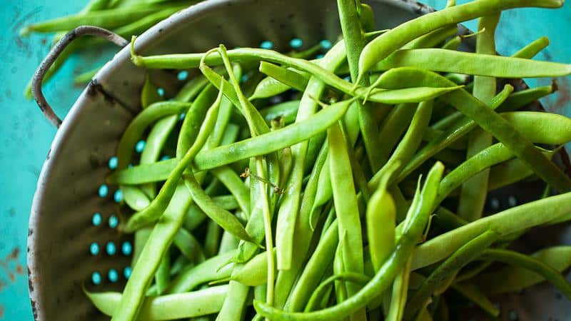 Why you should grow Red Riding Hood beans on your property - description of the variety and its advantages