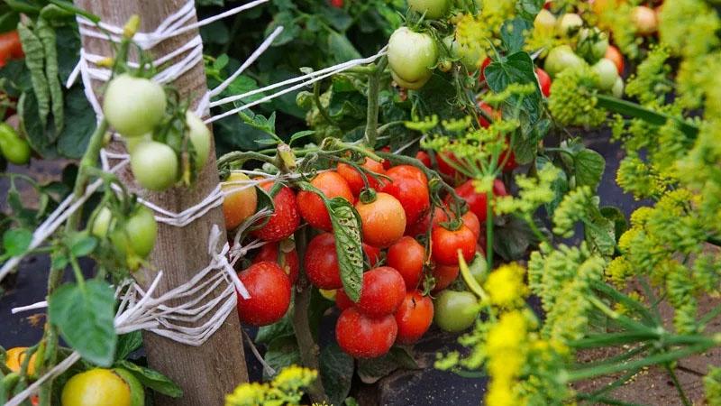 Early ripening, high-yielding and versatile tomato Dubok: growing instructions from A to Z