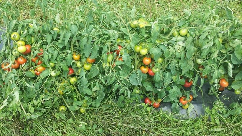 Early ripening, high-yielding and versatile tomato Dubok: growing instructions from A to Z