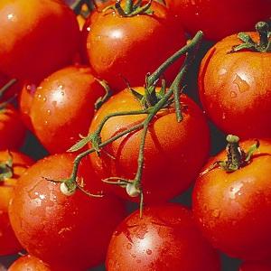 Early ripening, high-yielding and versatile tomato Dubok: growing instructions from A to Z