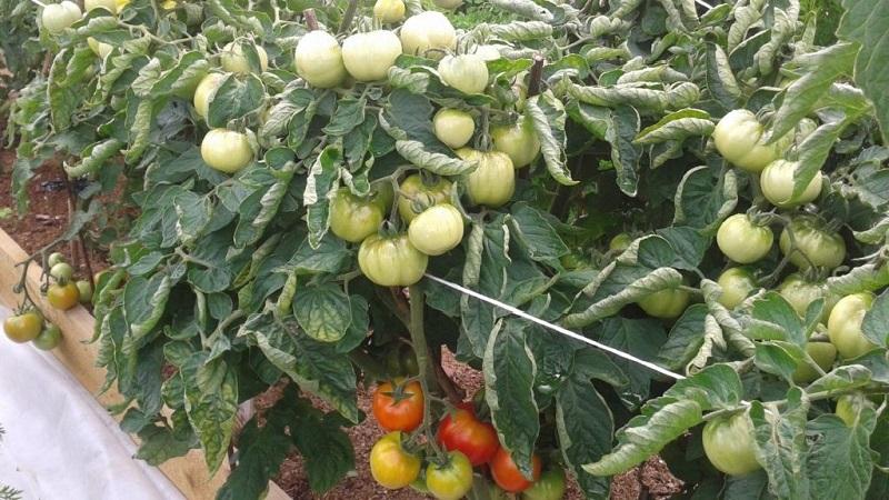 Early ripening, high-yielding and versatile tomato Dubok: growing instructions from A to Z