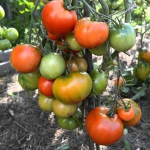 Early ripening, high-yielding and versatile tomato Dubok: growing instructions from A to Z