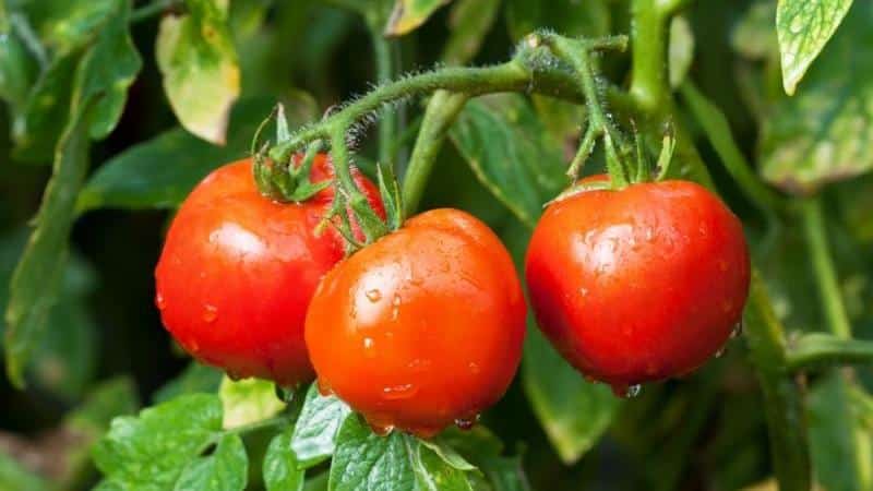 Early ripening, high-yielding and versatile tomato Dubok: growing instructions from A to Z
