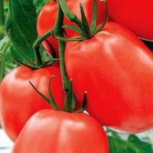 High-yielding and unpretentious tomato Benito - the secrets of obtaining a rich harvest