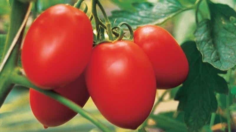 High-yielding and unpretentious tomato Benito - the secrets of obtaining a rich harvest