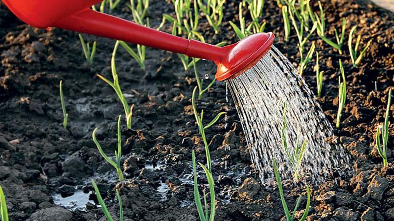 How, when and what to feed garlic after winter - advice from experienced gardeners to get a rich harvest