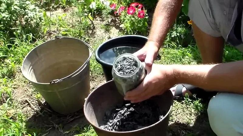 How, when and what to feed garlic after winter - advice from experienced gardeners to get a rich harvest