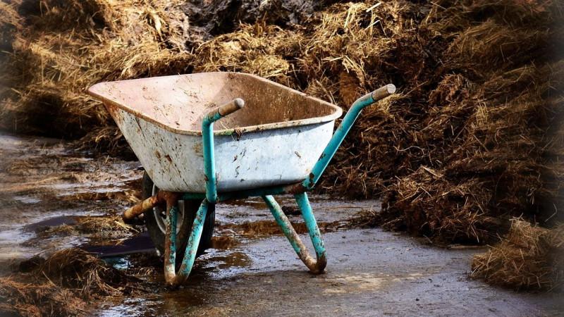 How, when and what to feed garlic after winter - advice from experienced gardeners to get a rich harvest