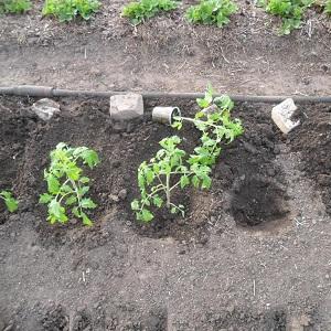 The Lel tomato, which is gaining popularity among summer residents