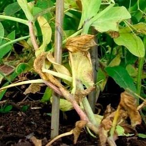 The most common pests and diseases of peas, as well as effective methods for preventing and getting rid of them