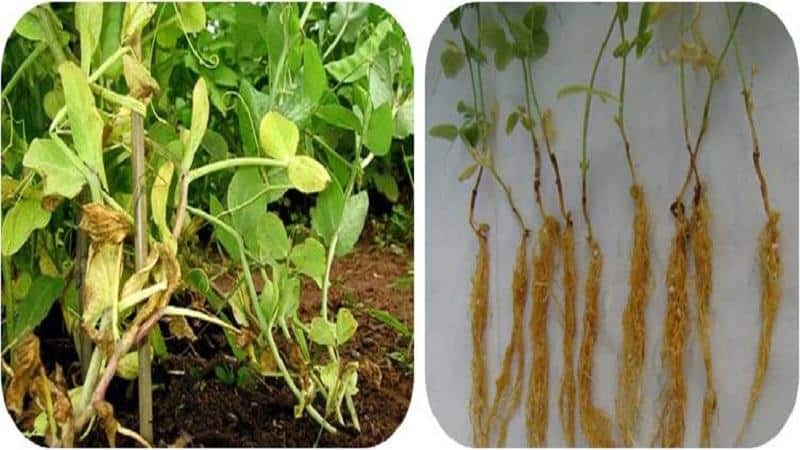 The most common pests and diseases of peas, as well as effective methods for preventing and getting rid of them