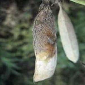 The most common pests and diseases of peas, as well as effective methods for preventing and getting rid of them