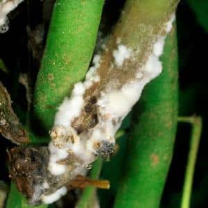 The most common pests and diseases of peas, as well as effective methods for preventing and getting rid of them