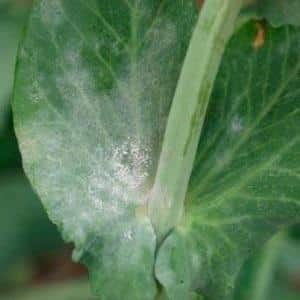 The most common pests and diseases of peas, as well as effective methods for preventing and getting rid of them