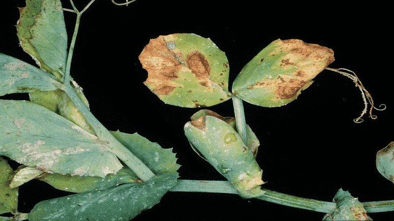 The most common pests and diseases of peas, as well as effective methods for preventing and getting rid of them