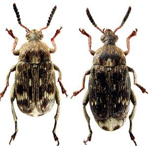 The most common pests and diseases of peas, as well as effective methods for preventing and getting rid of them