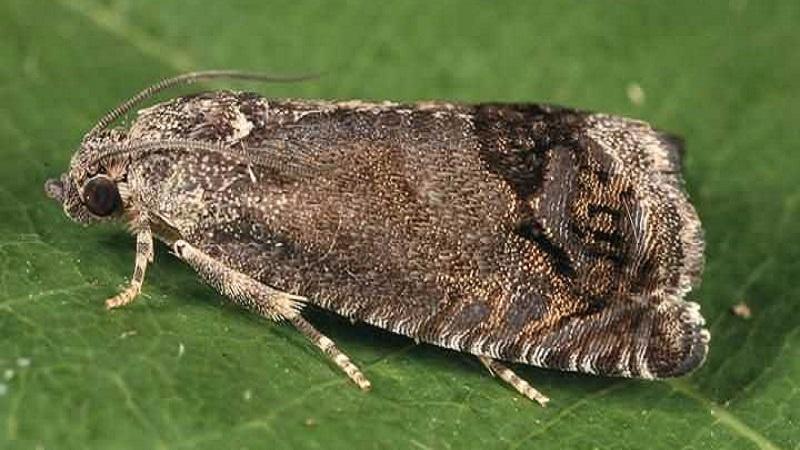 The most common pests and diseases of peas, as well as effective methods for preventing and getting rid of them