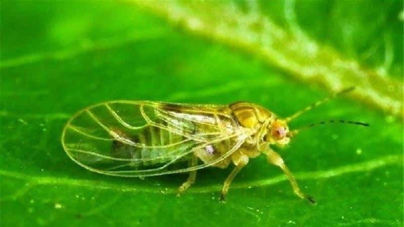 The most common pests and diseases of peas, as well as effective methods for preventing and getting rid of them