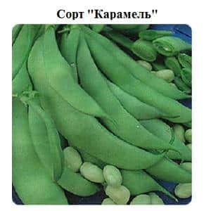 Step-by-step instructions on how to grow beans at home and on your own plot: from sowing to harvesting