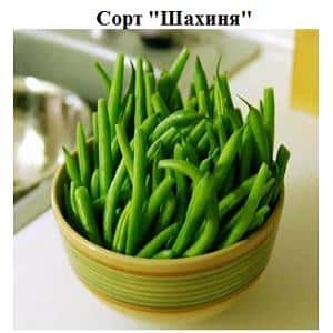Step-by-step instructions on how to grow beans at home and on your own plot: from sowing to harvesting