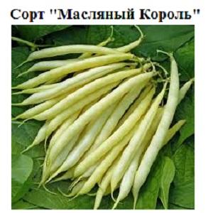 Step-by-step instructions on how to grow beans at home and on your own plot: from sowing to harvesting