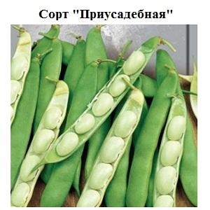 Step-by-step instructions on how to grow beans at home and on your own plot: from sowing to harvesting