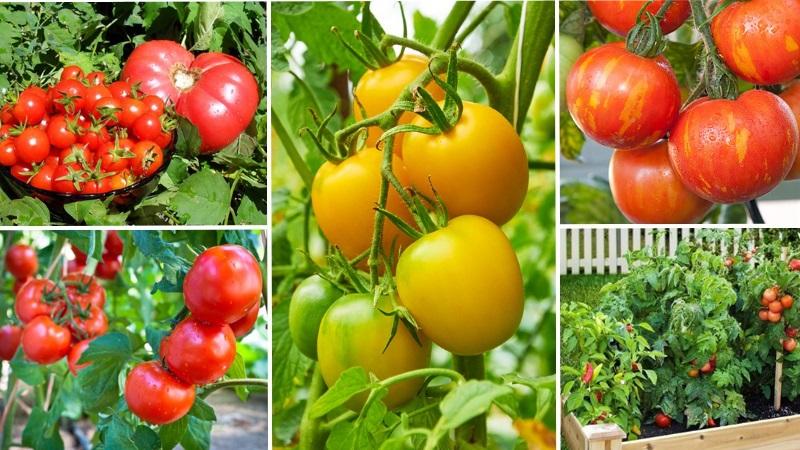 How to make tomatoes turn red faster