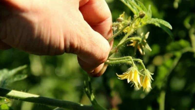 How to make tomatoes turn red faster
